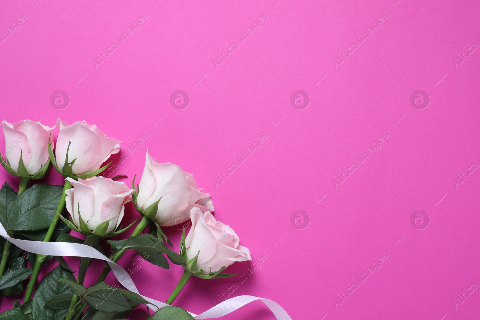 Photo of Beautiful roses on pink background, top view. Space for text