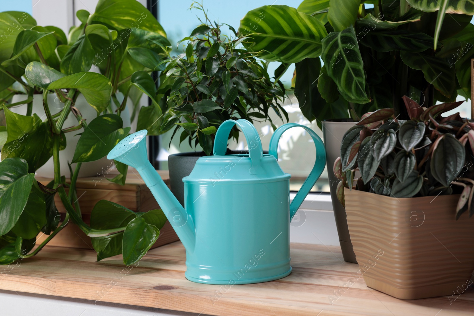 Photo of Different beautiful houseplants and light blue metal watering can on window sill indoors