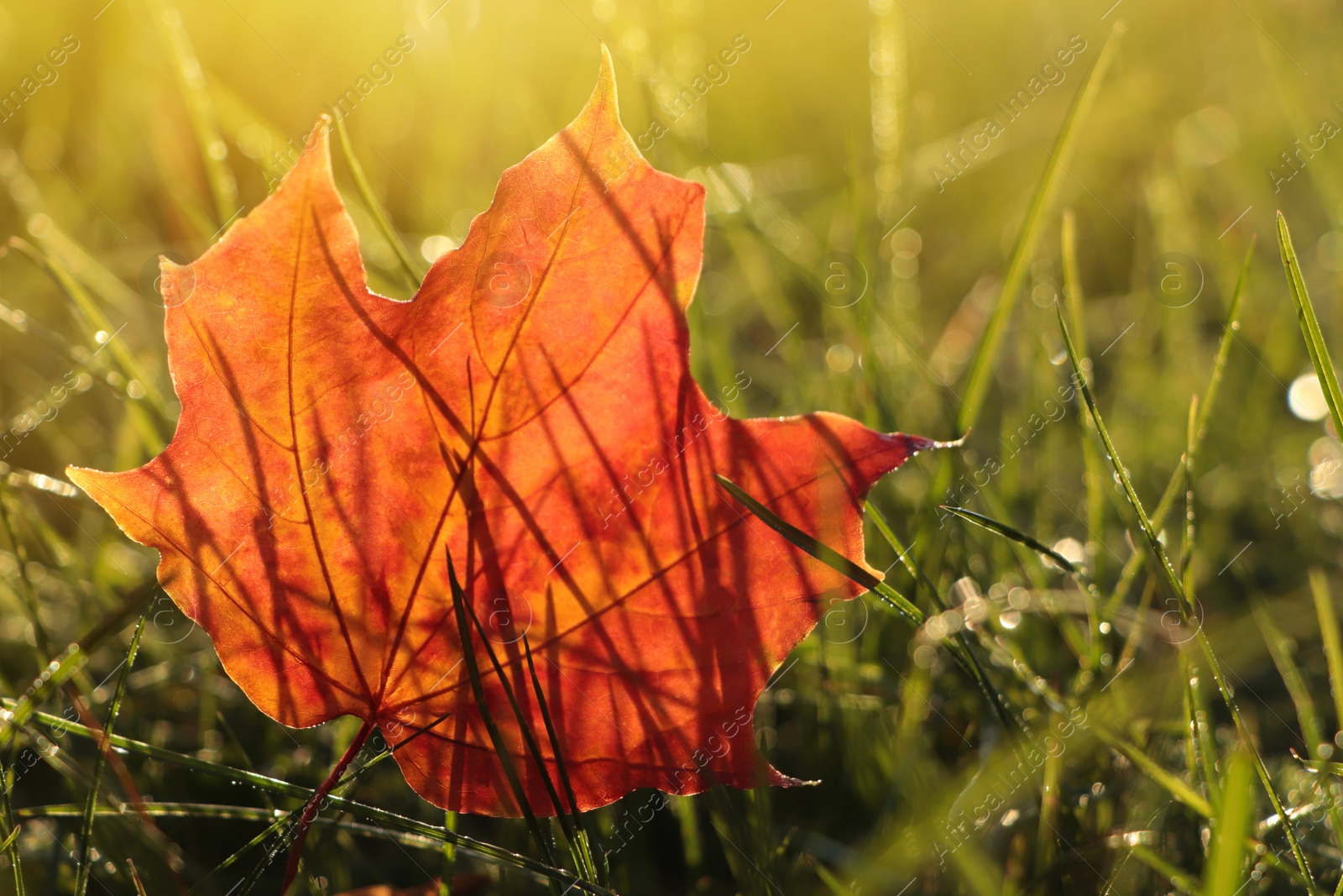 Photo of Beautiful fallen leaf among green grass outdoors on sunny autumn day, closeup. Space for text