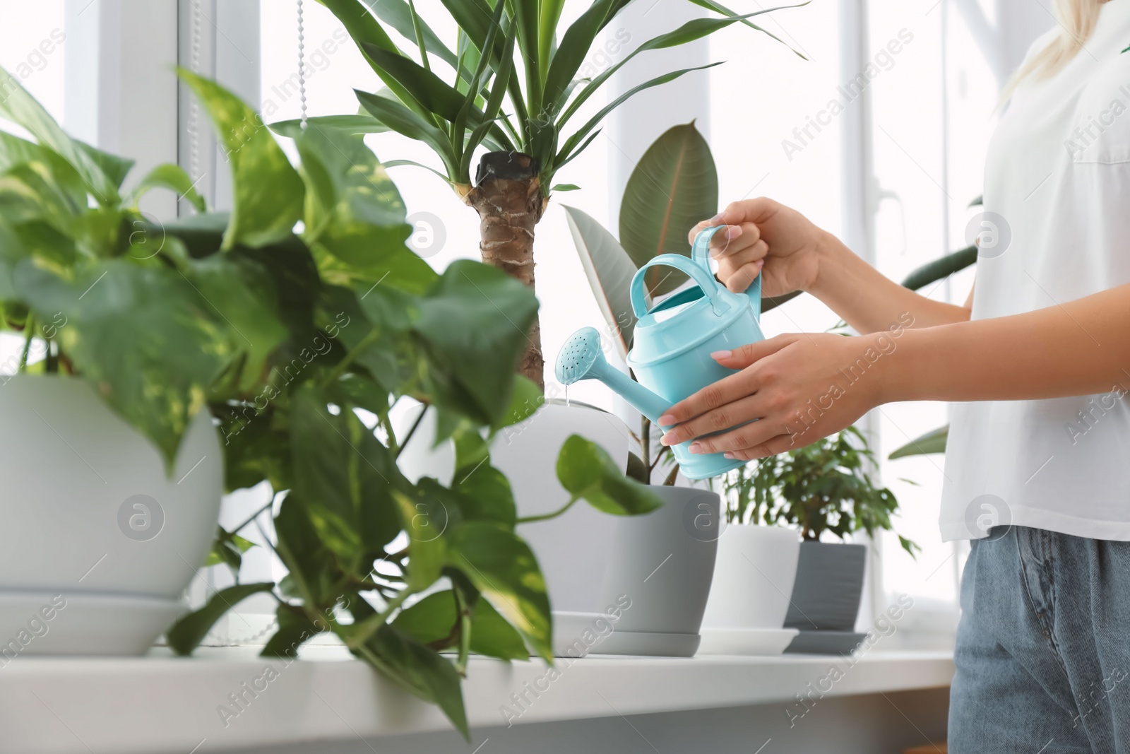 Photo of Woman watering beautiful houseplant on windowsill at home, closeup