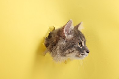 Photo of Cute cat looking through hole in yellow paper