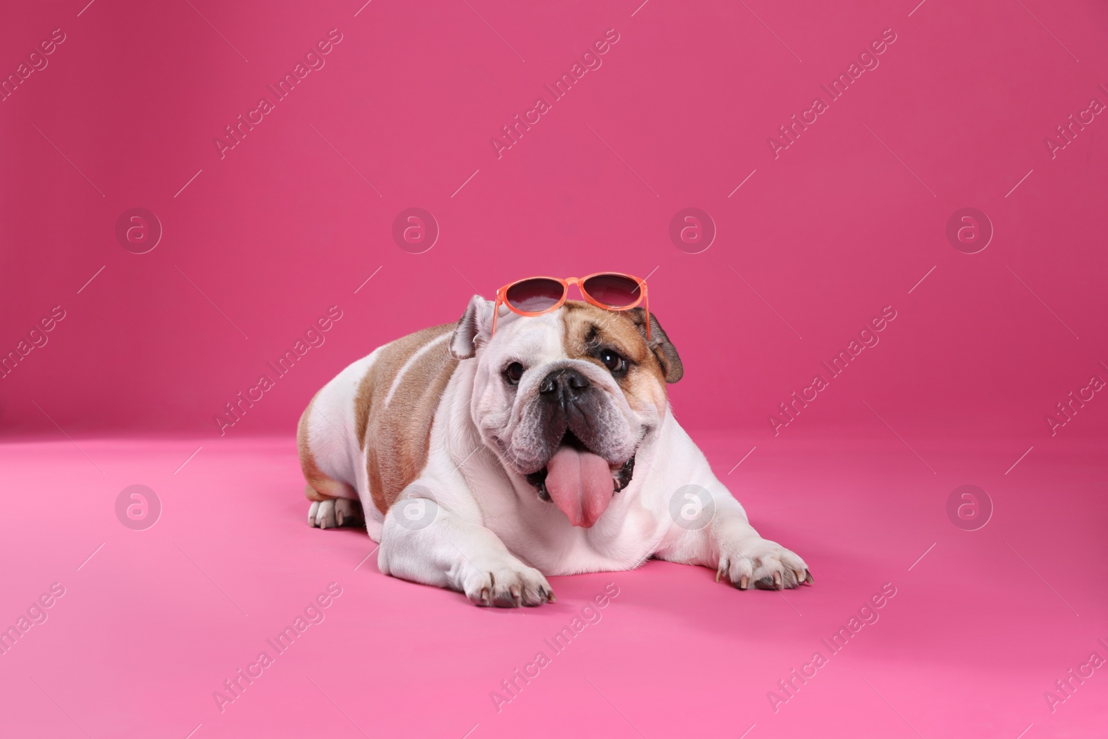 Photo of Adorable English bulldog with sunglasses on pink background