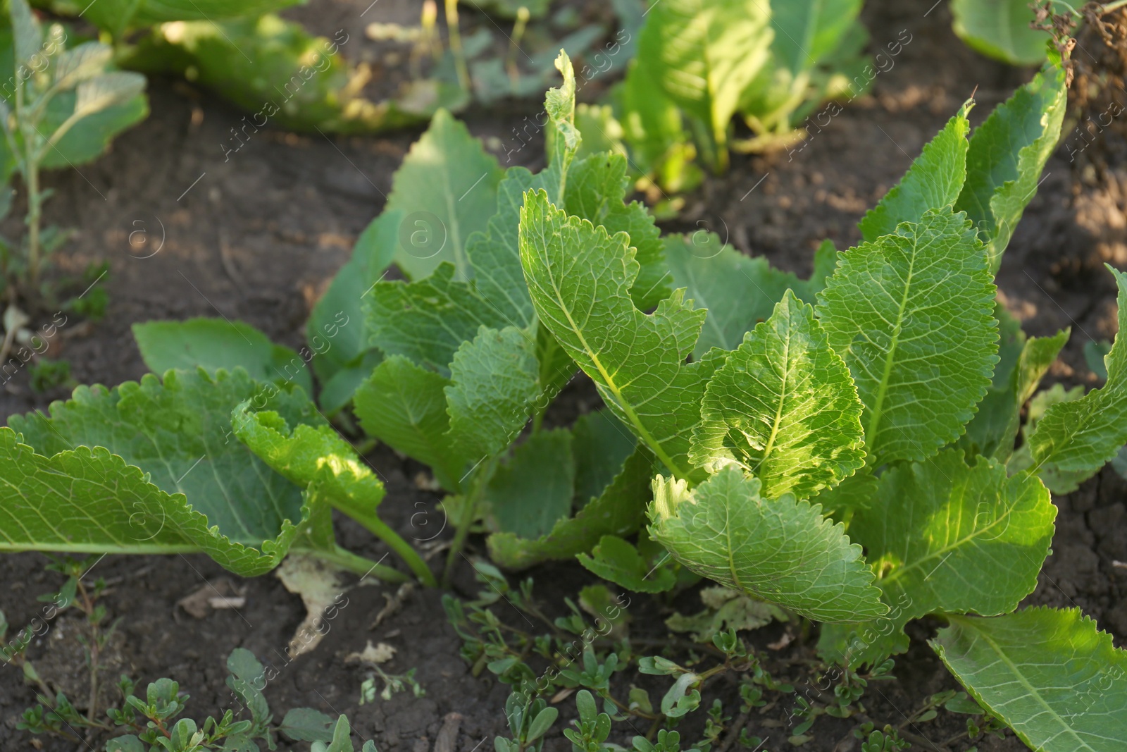 Photo of Beautiful horseradish plants growing in kitchen garden