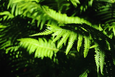 Photo of Beautiful fern with lush green leaves growing outdoors, closeup