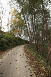 Photo of Beautiful view of empty road with fallen leaves in forest