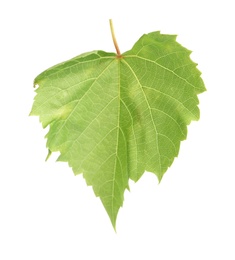 Fresh green grape leaf isolated on white