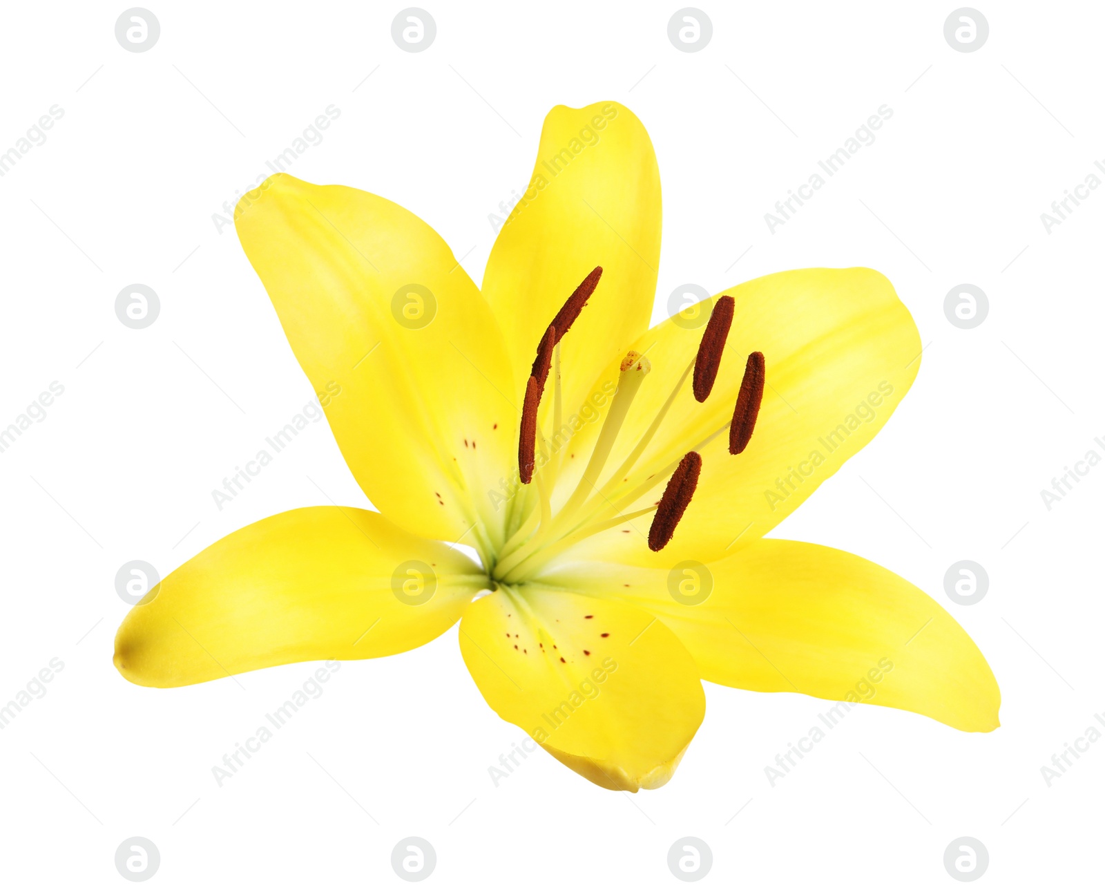 Image of Beautiful blooming yellow lily flower isolated on white