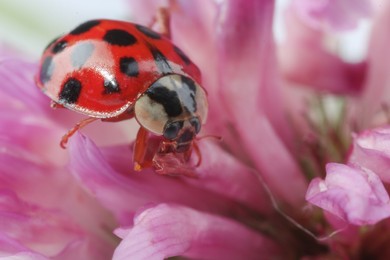 Photo of Red ladybug on pink flower, macro view