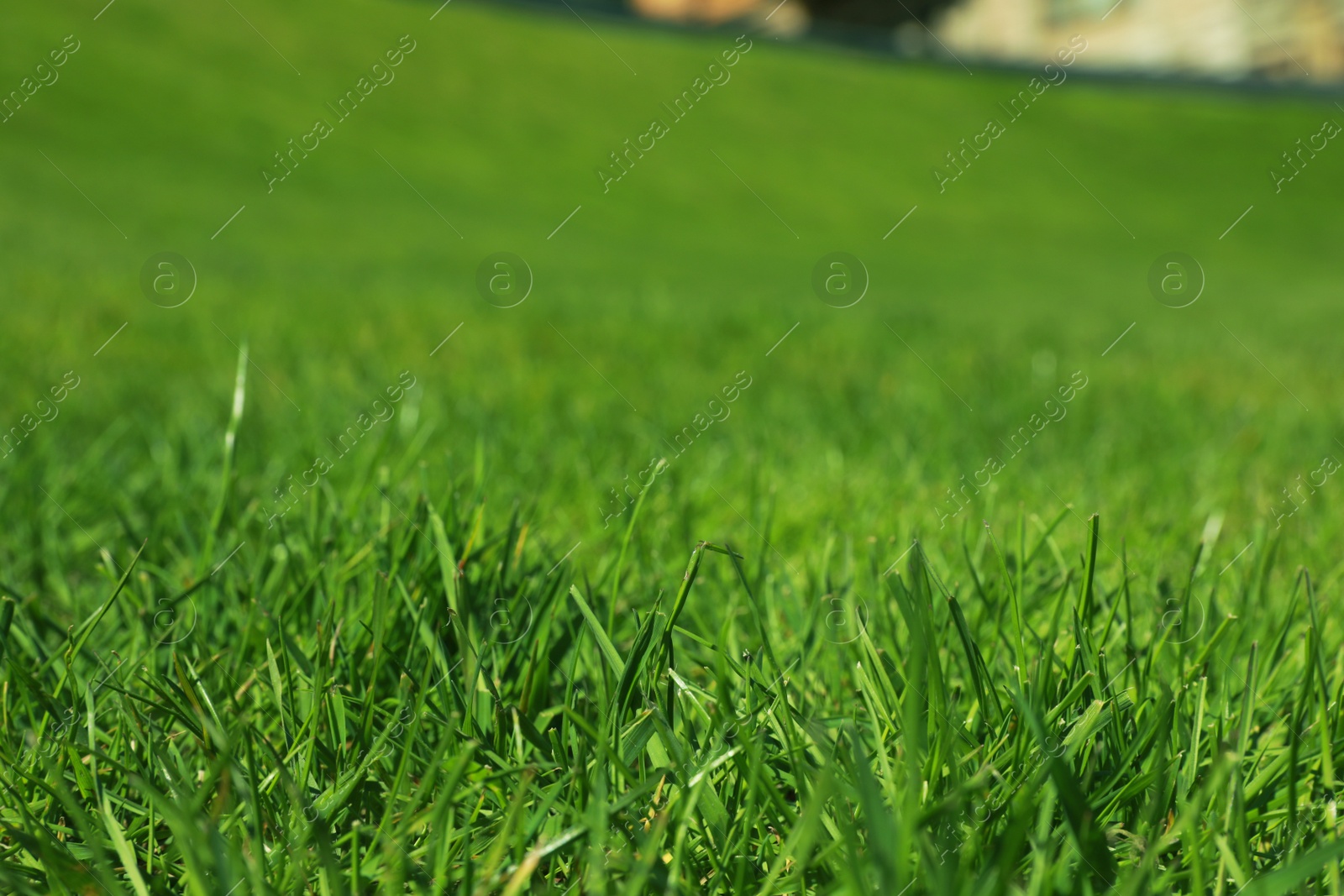 Photo of Fresh green grass outdoors on spring day, closeup view