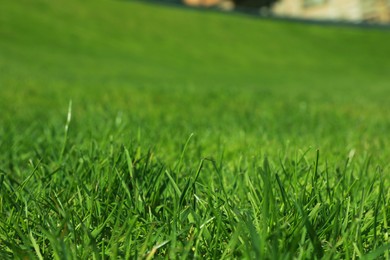 Fresh green grass outdoors on spring day, closeup view