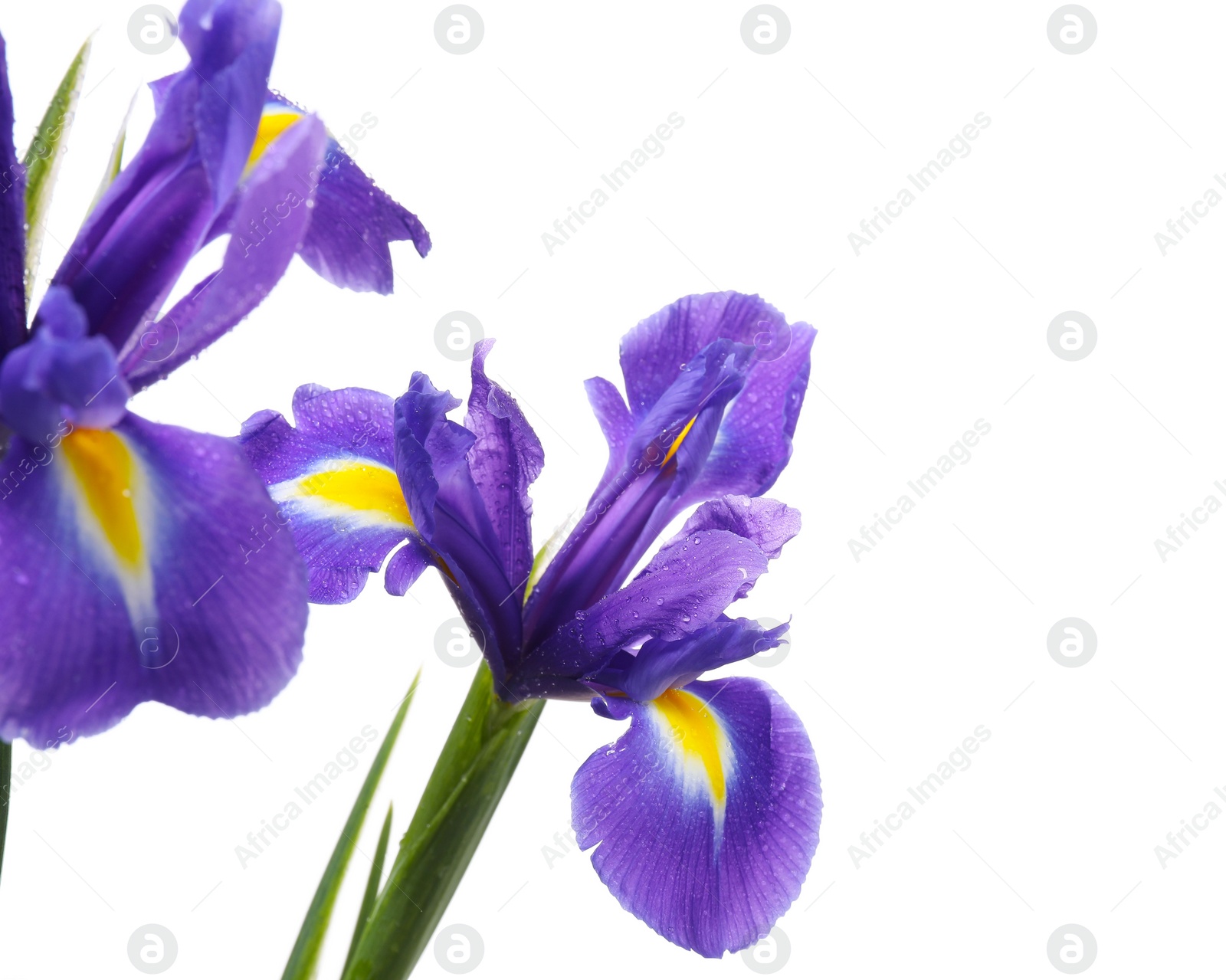 Photo of Beautiful violet iris flowers with water drops isolated on white