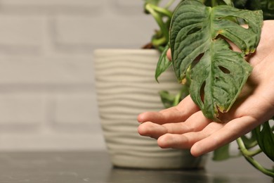 Photo of Man touching houseplant with damaged leaves indoors, closeup. Space for text