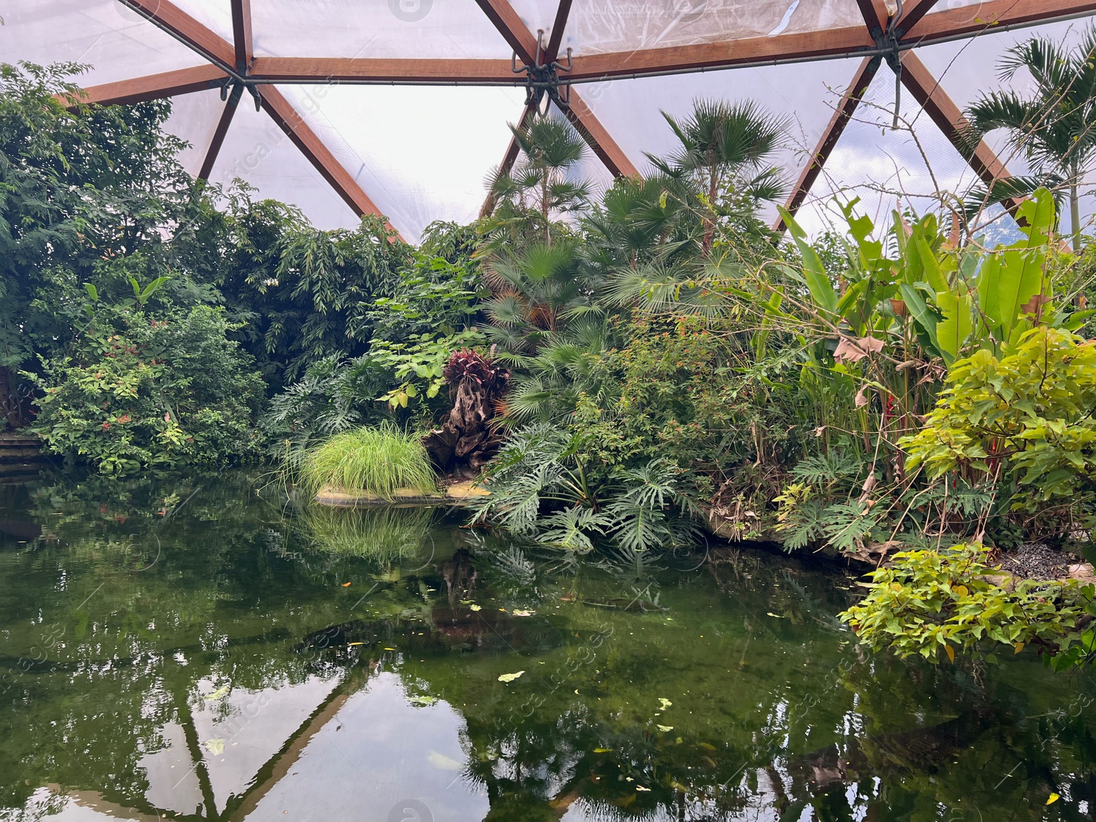 Photo of Different tropical plants near pond in greenhouse