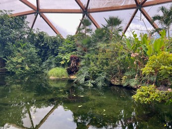 Different tropical plants near pond in greenhouse