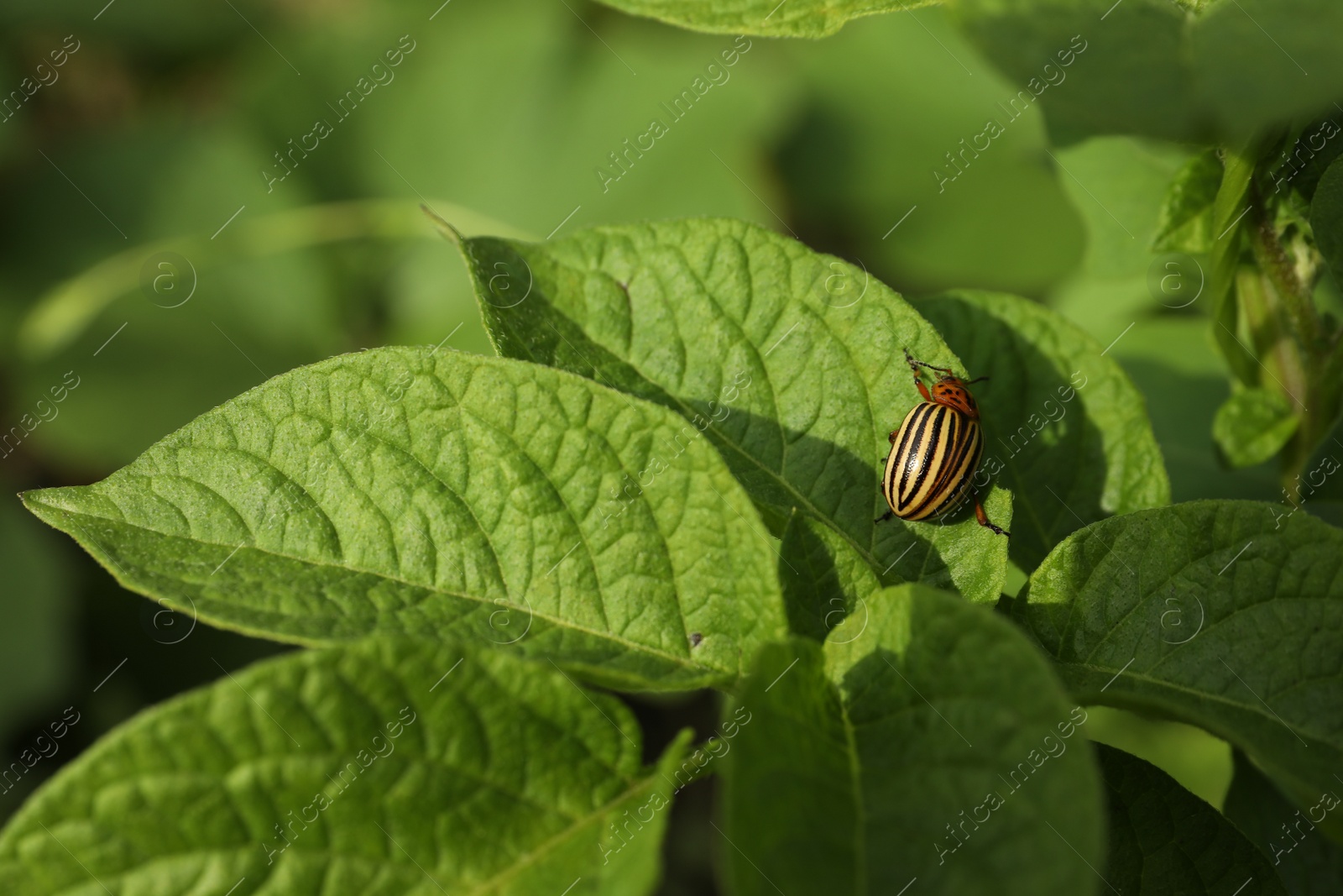 Photo of Colorado potato beetle on green plant outdoors, closeup