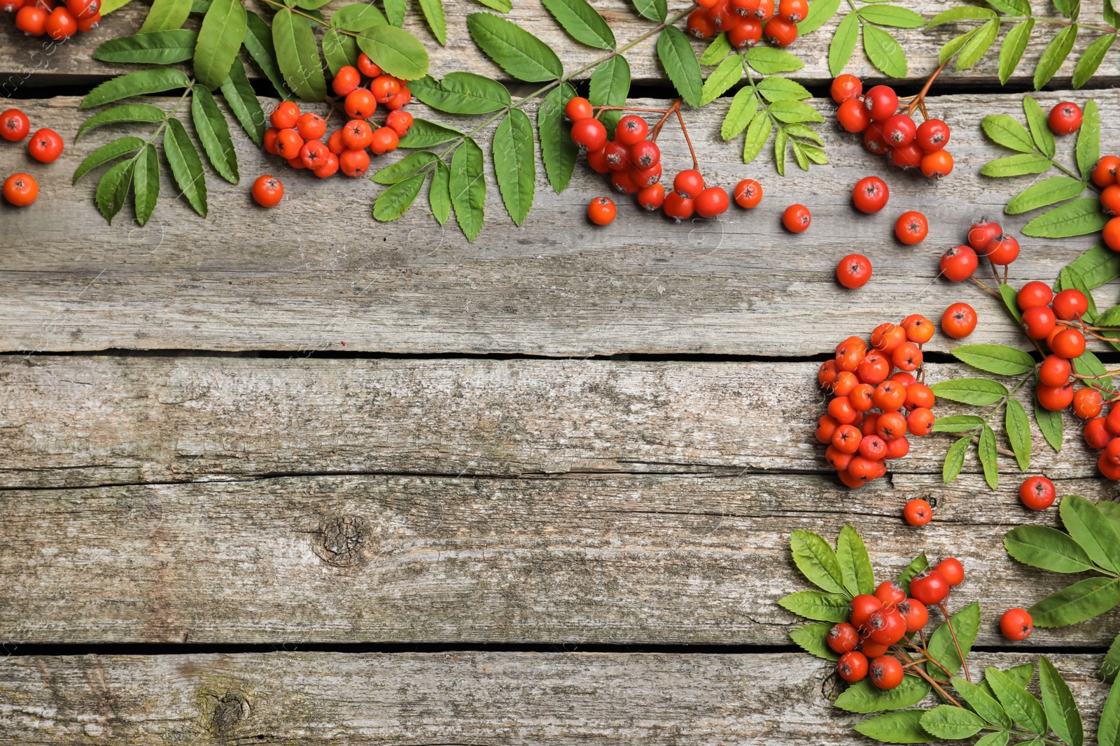 Photo of Fresh ripe rowan berries and green leaves on wooden table, flat lay. Space for text