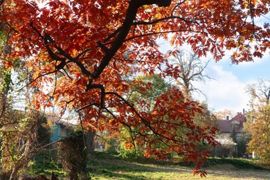 Photo of Picturesque view of park with trees on sunny day. Autumn season