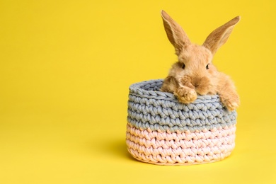 Adorable furry Easter bunny in basket on color background, space for text