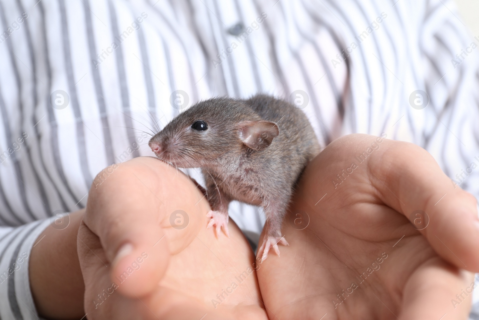 Photo of Woman holding cute small rat, closeup view