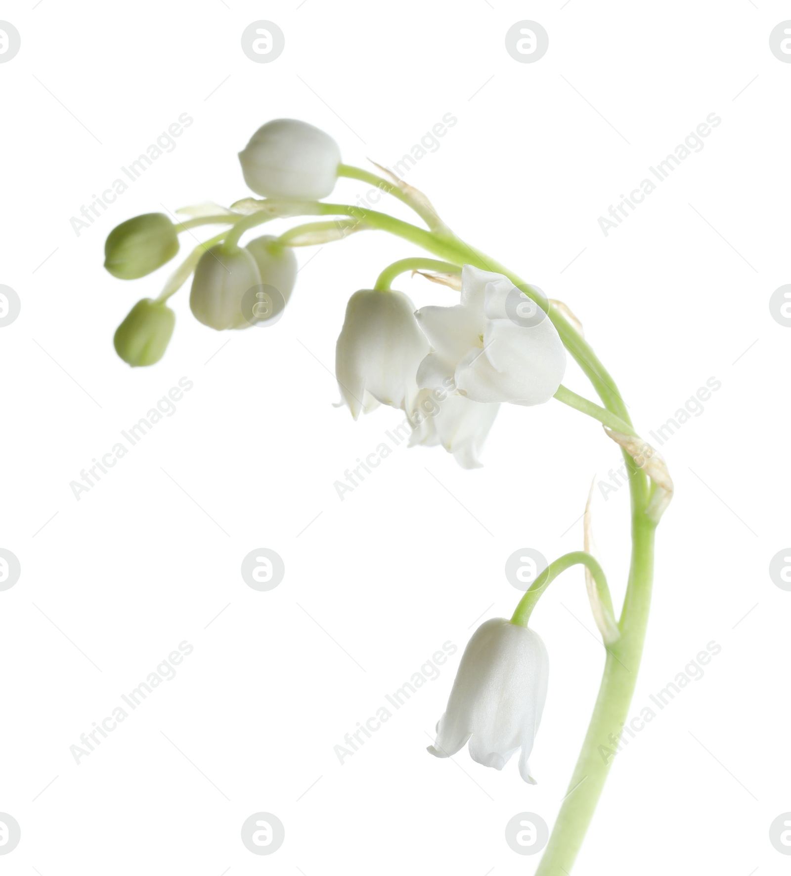 Photo of Beautiful lily of the valley flower on white background