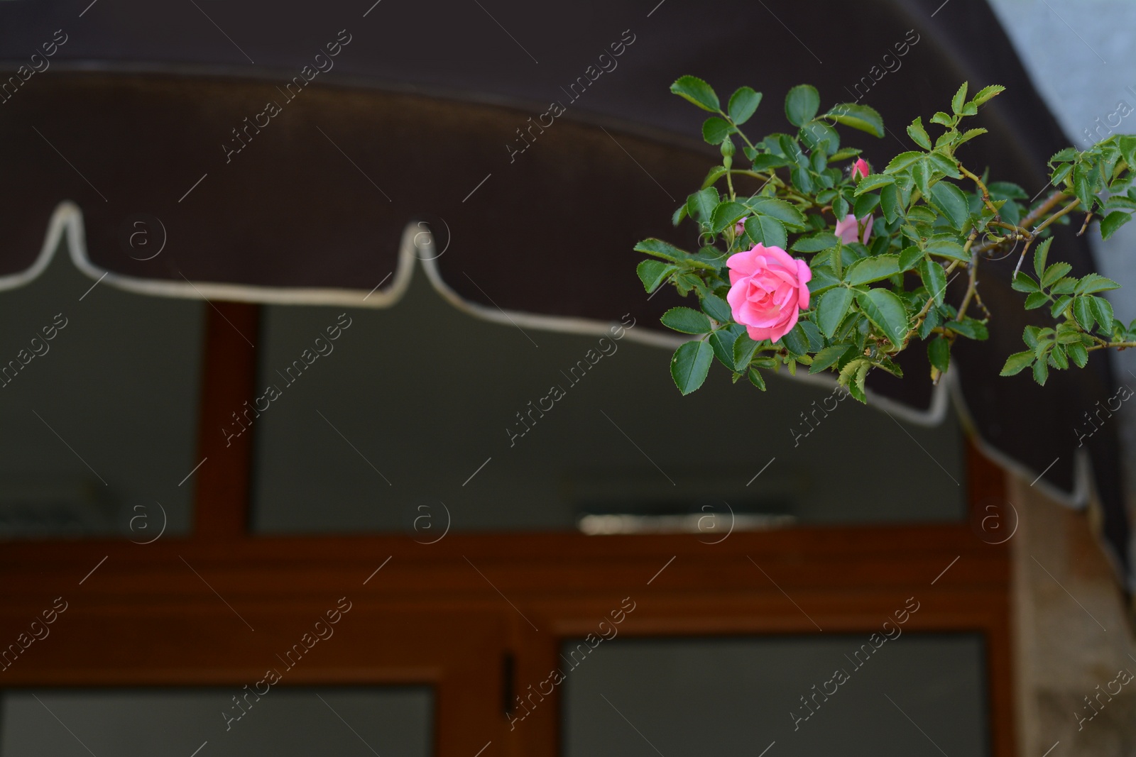 Photo of Beautiful blooming pink rose growing outdoors. Space for text