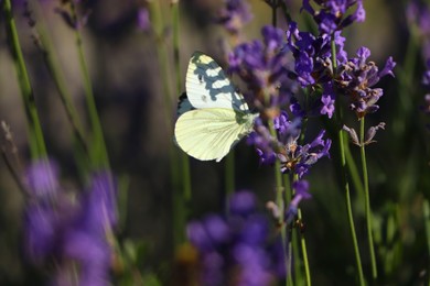 Photo of Beautiful butterfly in lavender field on sunny day, closeup