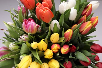 Beautiful colorful tulip flowers on grey background, closeup