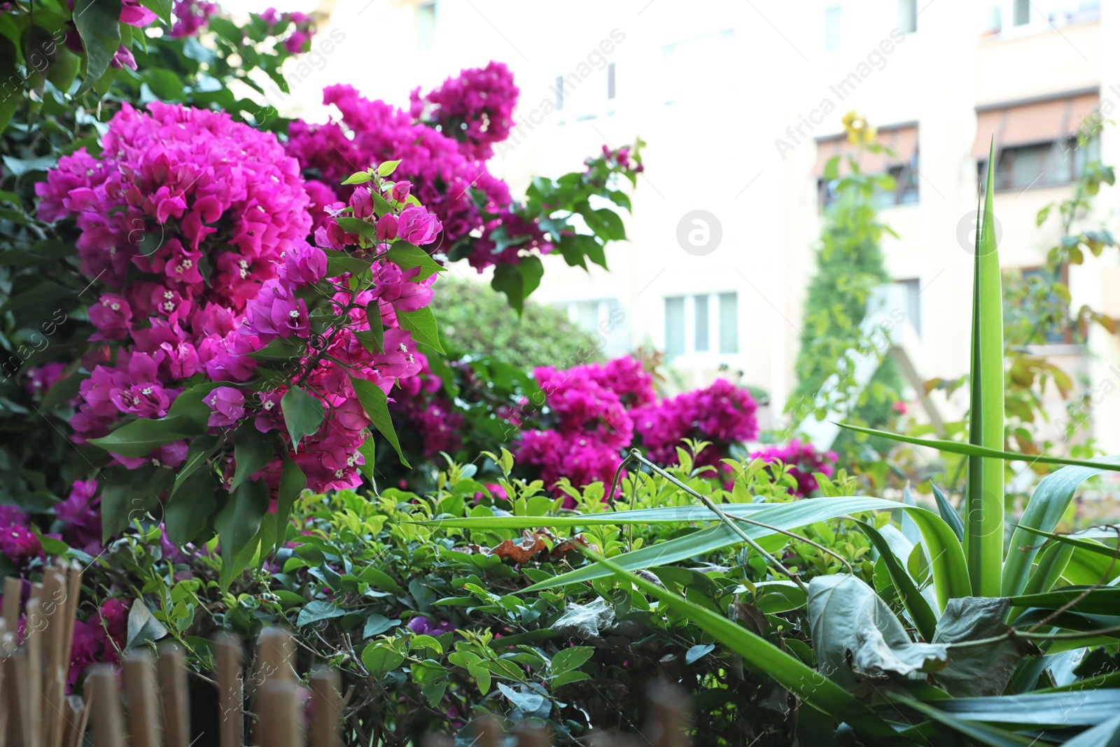 Photo of Beautiful bright flowers growing in city park