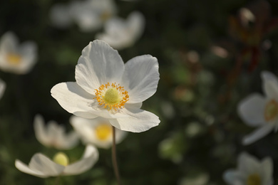 Photo of Beautiful blossoming Japanese anemone flower outdoors on spring day