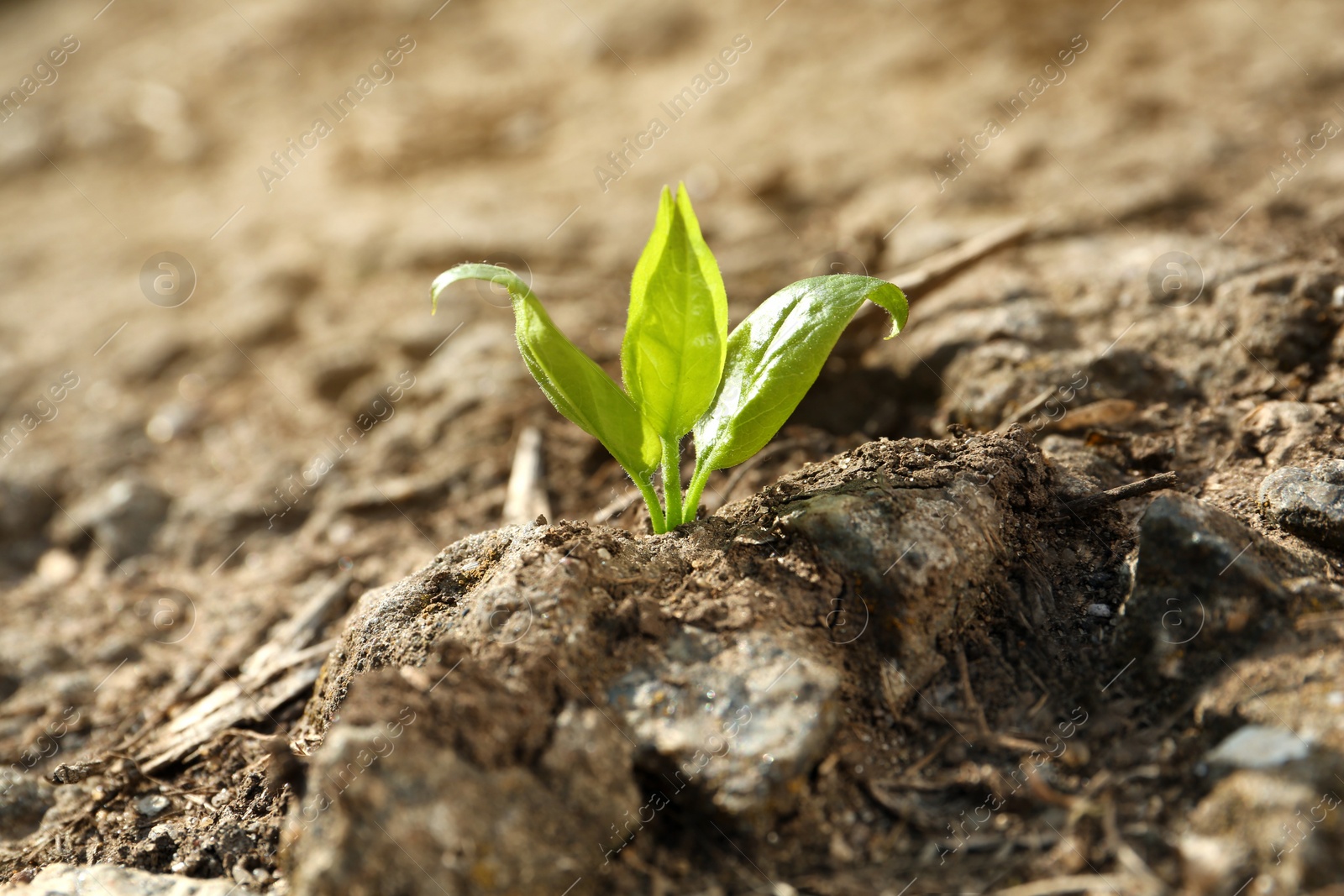 Photo of Young green seedling growing in dry soil on spring day, closeup. Hope concept