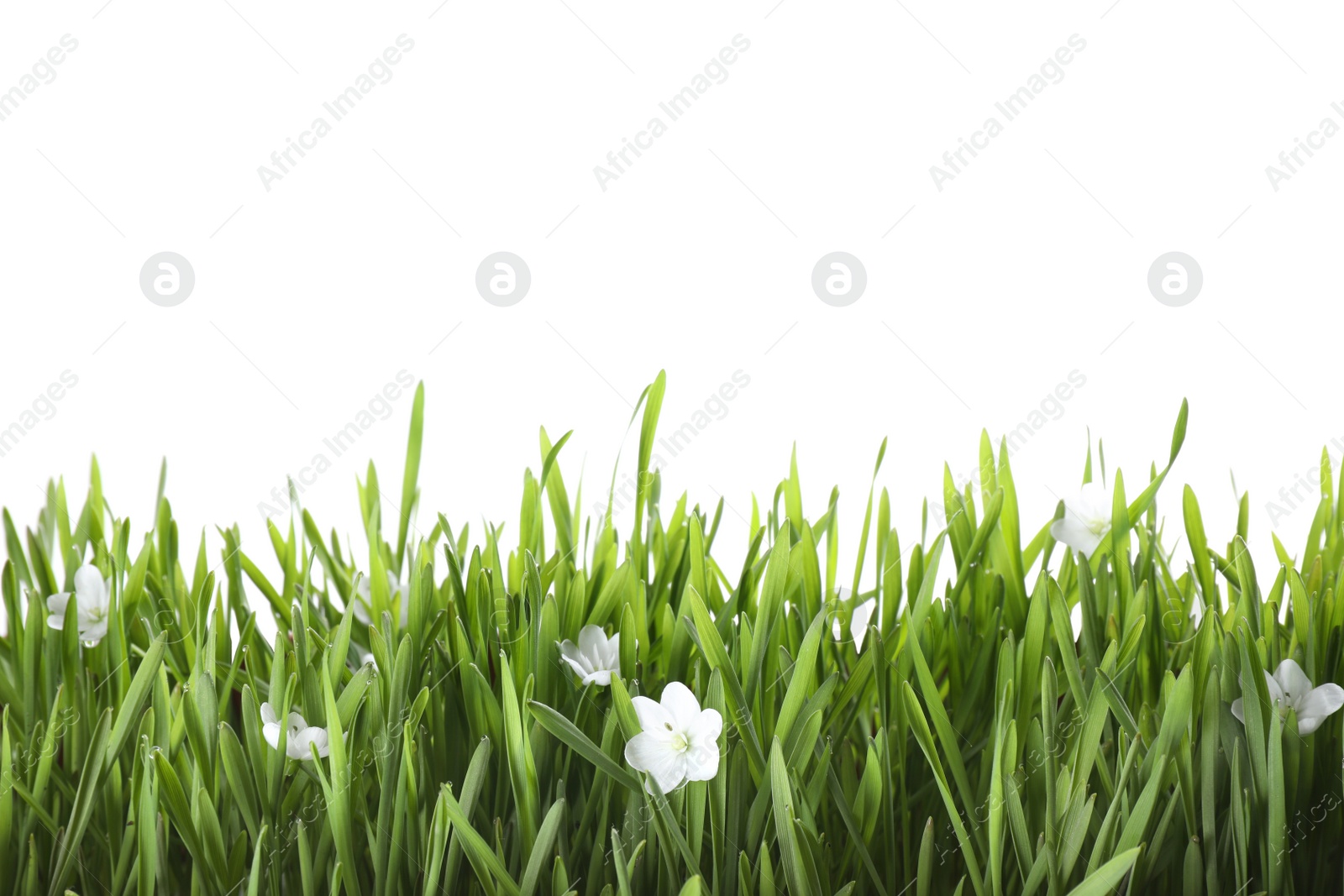 Photo of Fresh green grass and little flowers isolated on white. Spring season