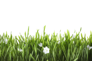 Photo of Fresh green grass and little flowers isolated on white. Spring season