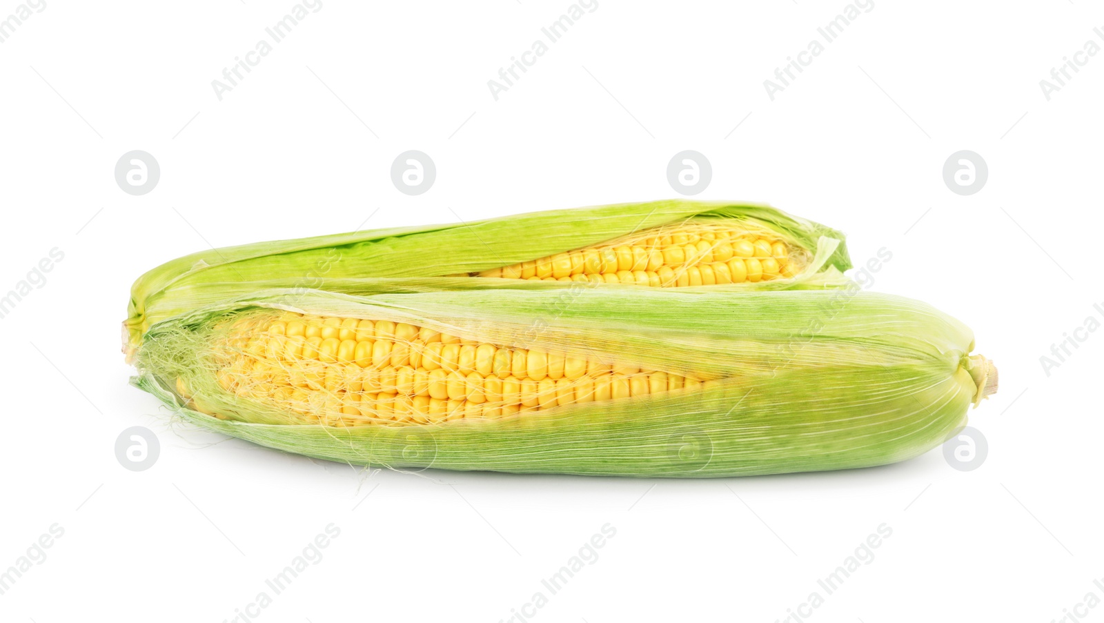 Photo of Ripe raw corn cobs with husk on white background