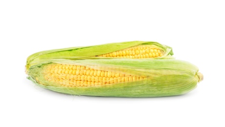 Ripe raw corn cobs with husk on white background