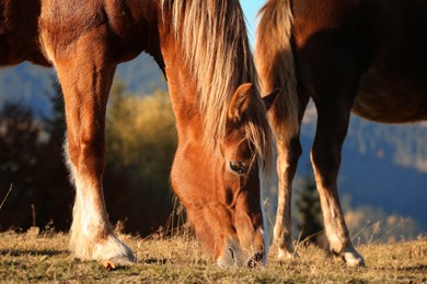 Photo of Brown horse grazing outdoors on sunny day. Beautiful pet