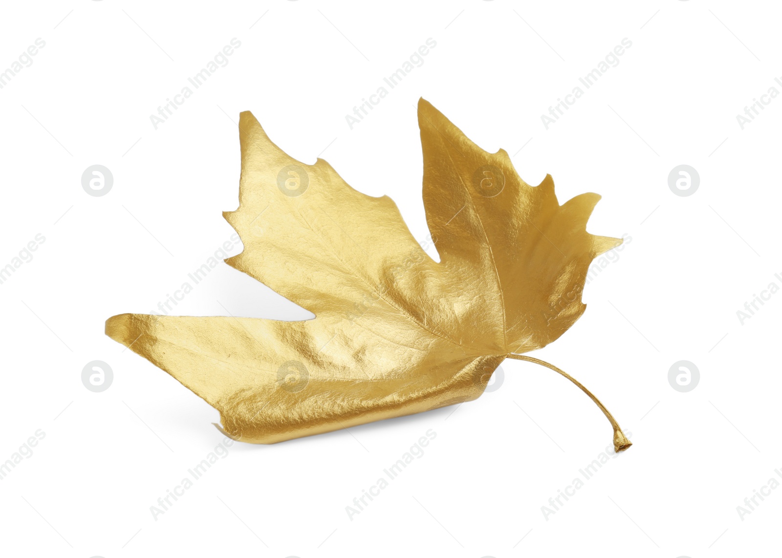 Photo of One golden maple leaf isolated on white. Autumn season