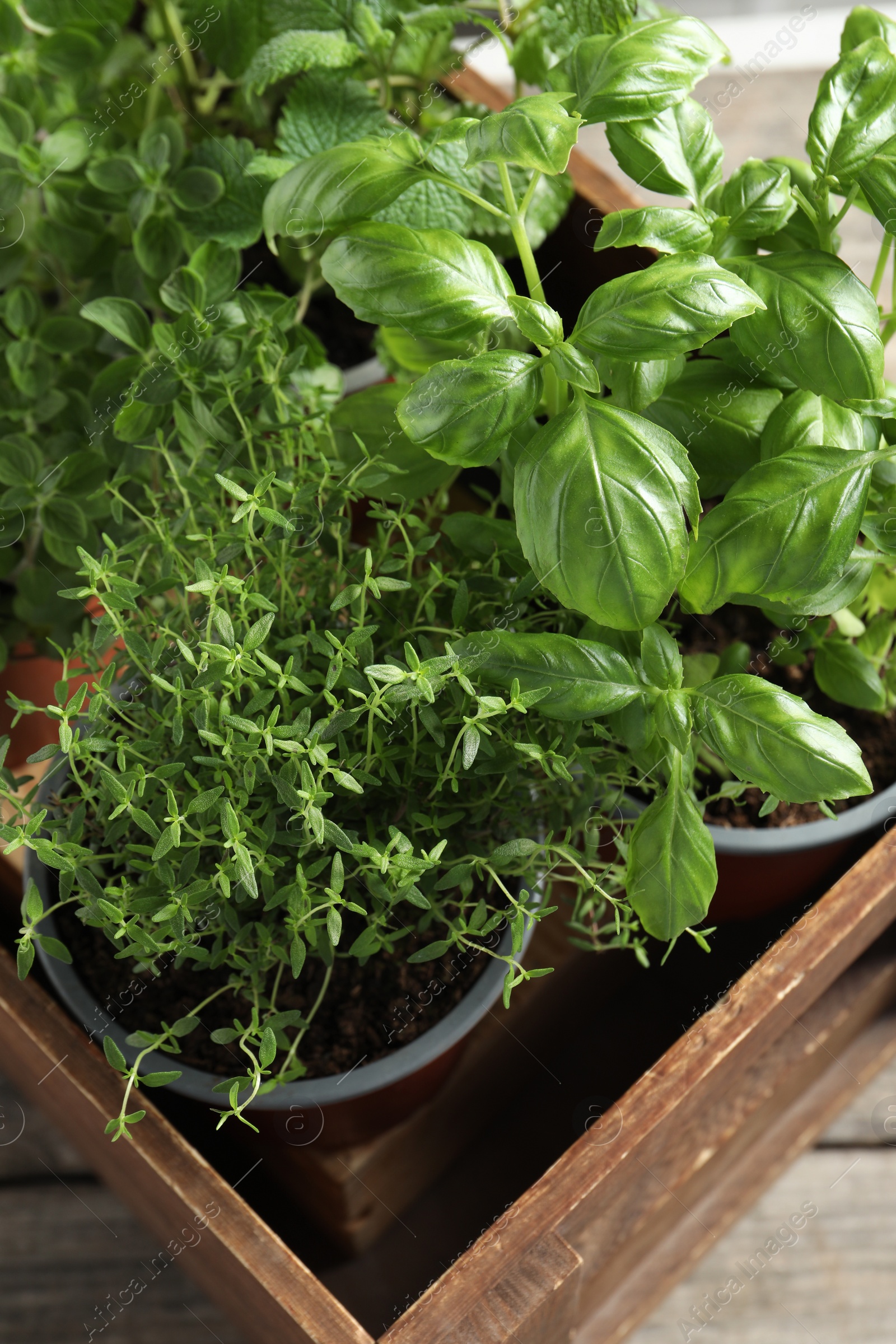 Photo of Crate with different potted herbs on wooden table, closeup