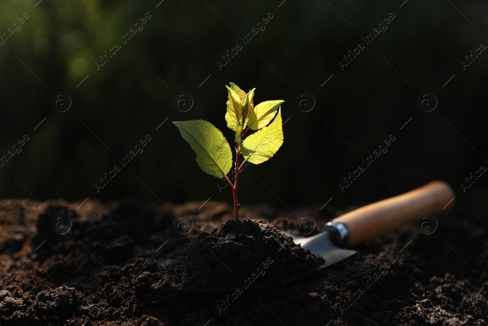 Photo of Seedling growing in soil and gardening shovel outdoors. Planting tree
