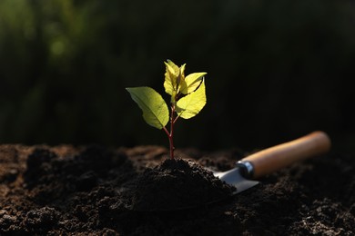 Seedling growing in soil and gardening shovel outdoors. Planting tree