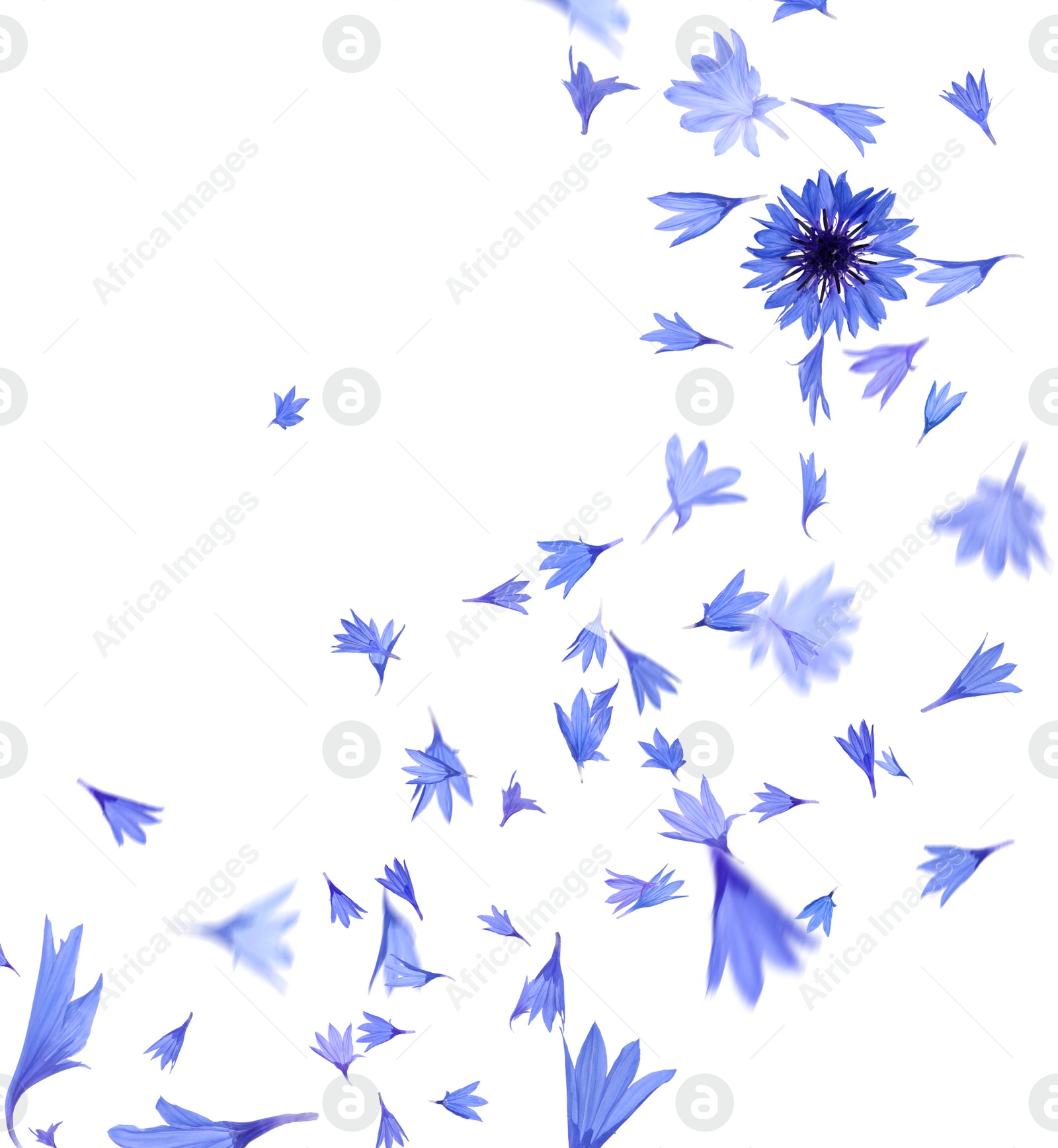 Image of Beautiful tender blue cornflower petals flying on white background