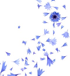 Image of Beautiful tender blue cornflower petals flying on white background