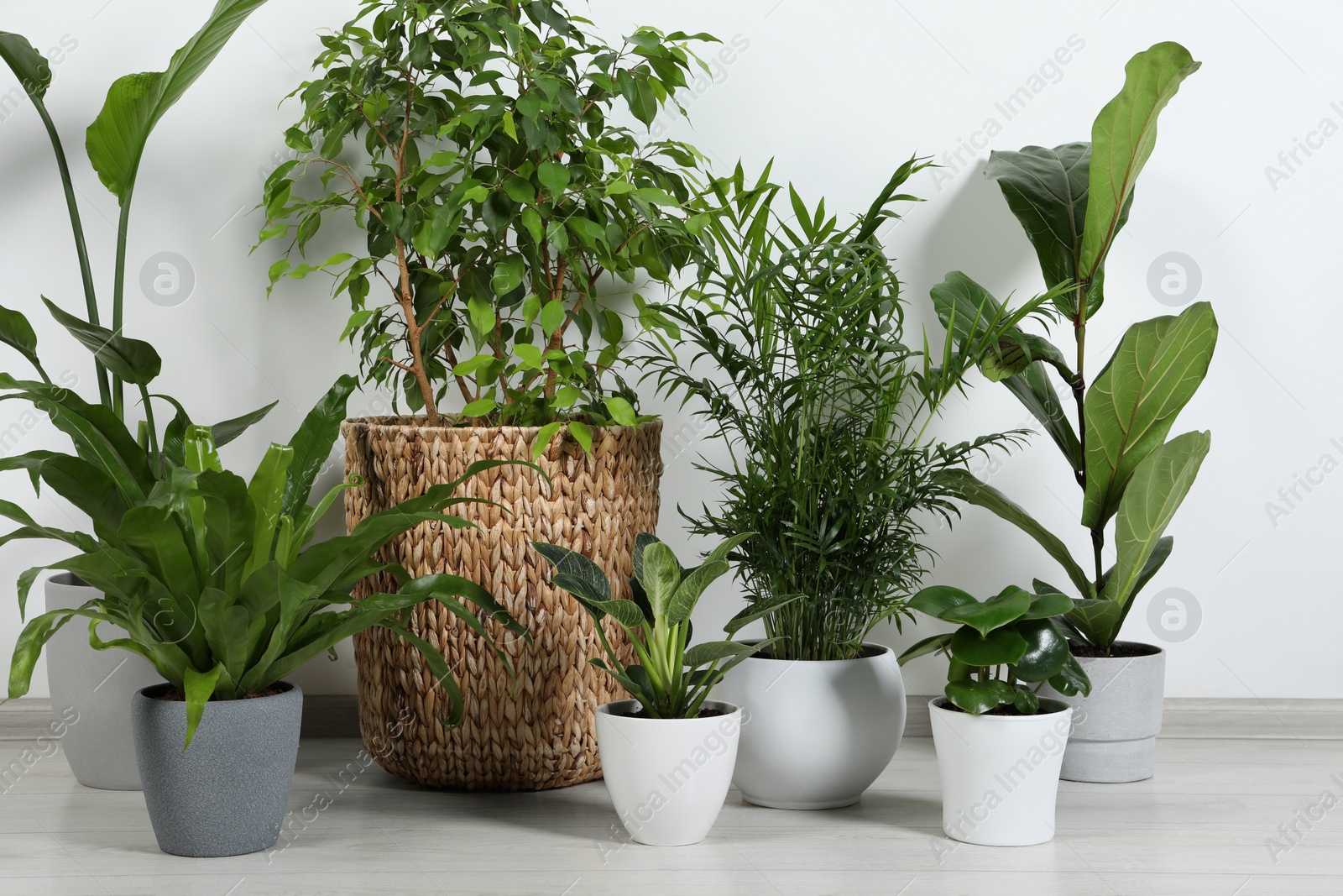 Photo of Many different houseplants in pots on floor near white wall indoors