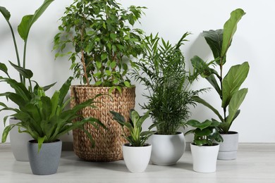 Photo of Many different houseplants in pots on floor near white wall indoors