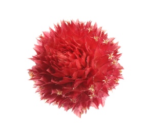 Beautiful red gomphrena flower isolated on white, top view