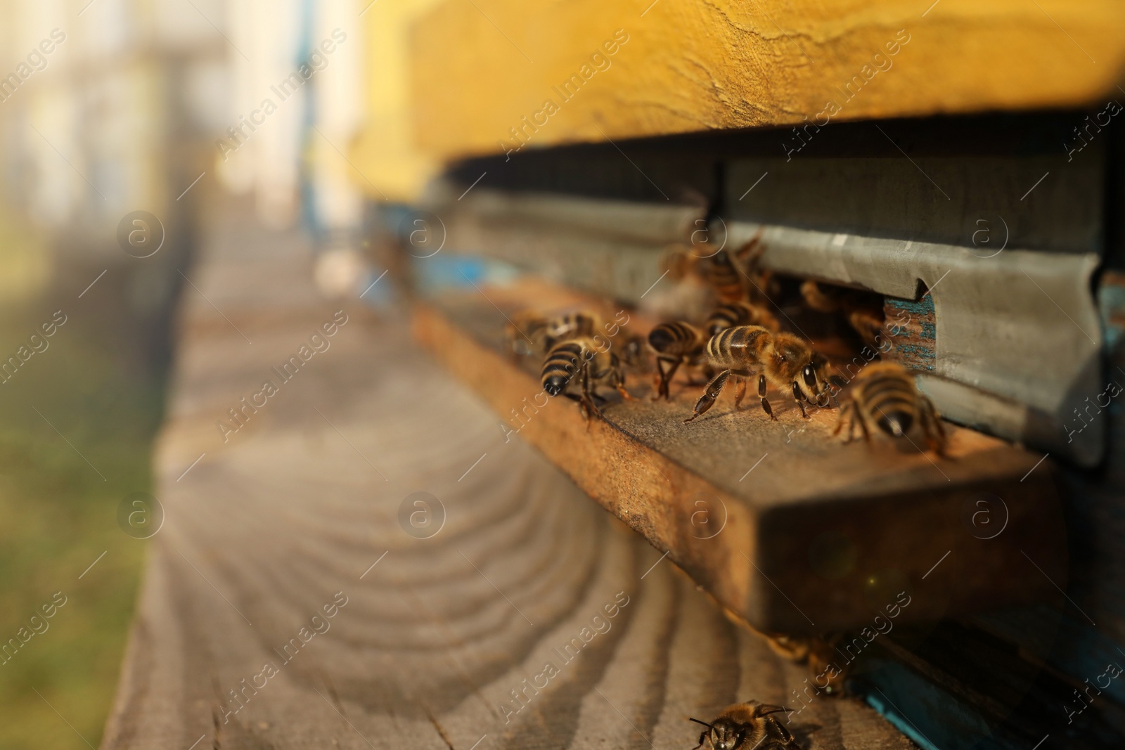 Photo of Closeup view of wooden hive with honey bees on sunny day