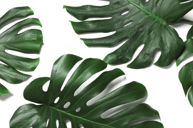 Photo of Green fresh monstera leaves on white background, top view. Tropical plant