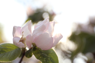 Closeup view of beautiful blossoming quince tree outdoors on spring day