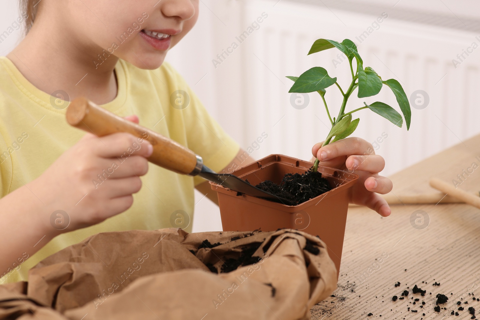 Photo of Little girl planting seedling into pot at wooden table indoors, closeup