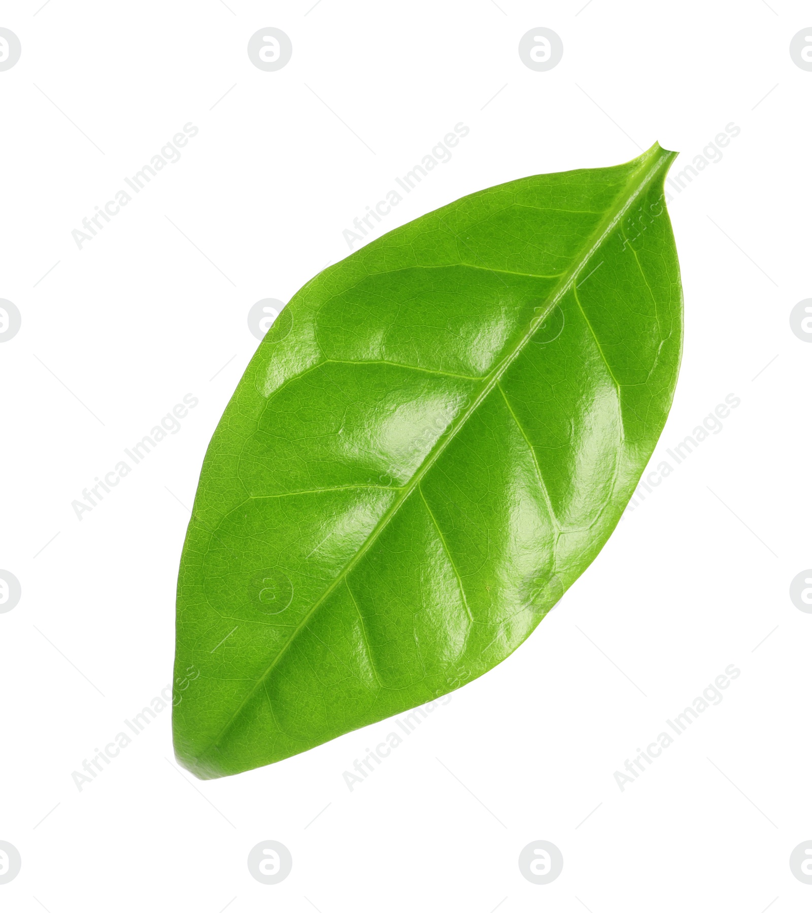 Photo of Fresh green coffee leaf isolated on white