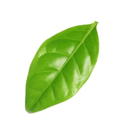 Photo of Fresh green coffee leaf isolated on white